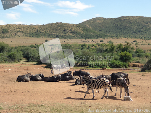 Image of Zebras and Antelopes in Southafrica