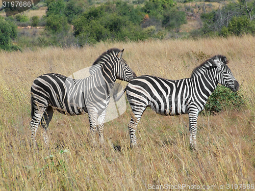Image of Zebras in Southafrica