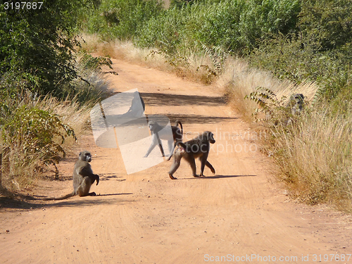 Image of Baboon on savannah road