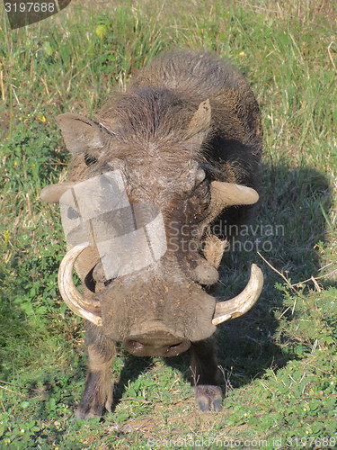 Image of Warthog in South Africa