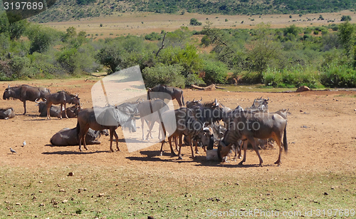 Image of Wildebeests in South Africa