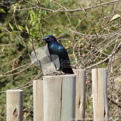 Image of glossy starling