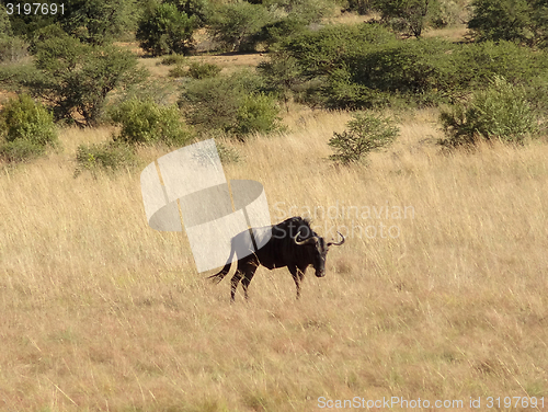 Image of Wildebeest in South Africa