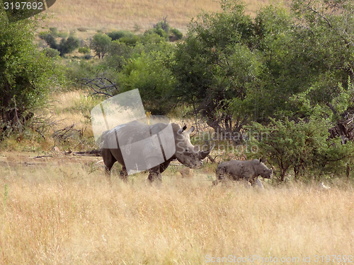 Image of White rhinoceros