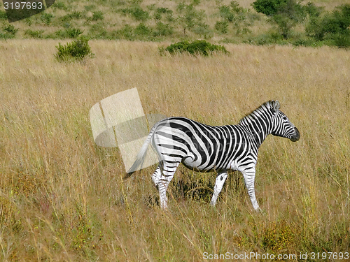 Image of Zebra in Southafrica