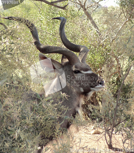 Image of Antelope in South Africa