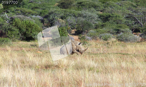 Image of White rhinoceros