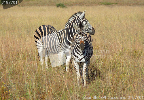 Image of Zebras in Southafrica