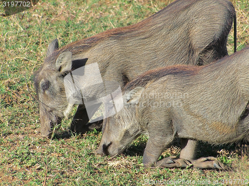 Image of Warthogs in South Africa