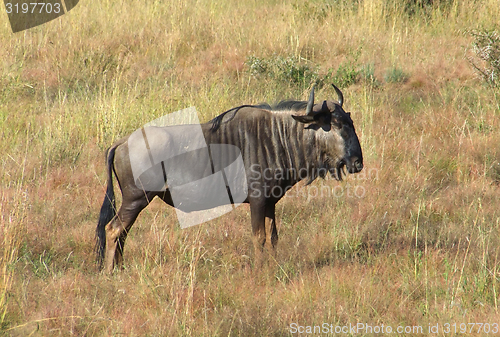 Image of Wildebeest in South Africa
