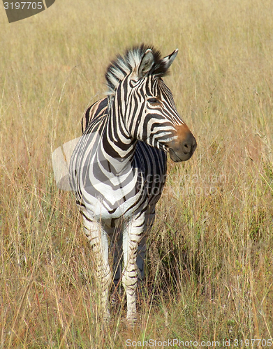 Image of Zebra in Southafrica