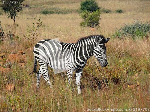 Image of Zebra in Southafrica