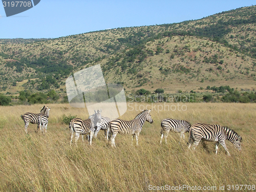 Image of Zebras in Southafrica