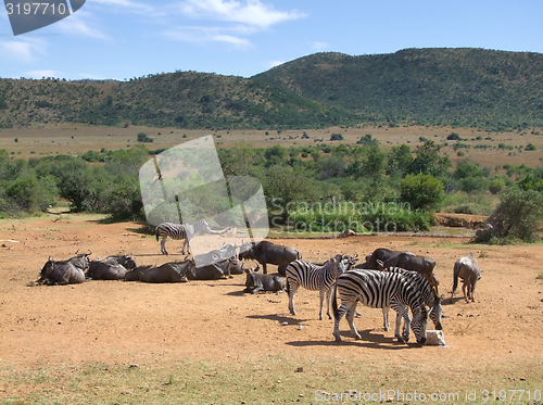 Image of Zebras and Antelopes in Southafrica