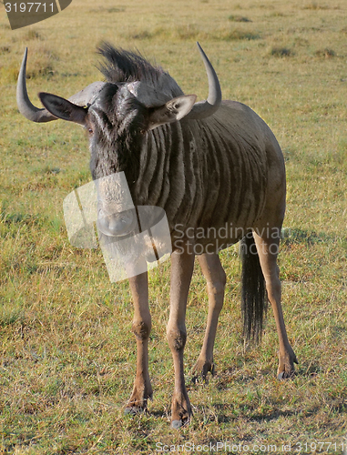 Image of Wildebeest in South Africa