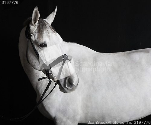 Image of white horse in the studio