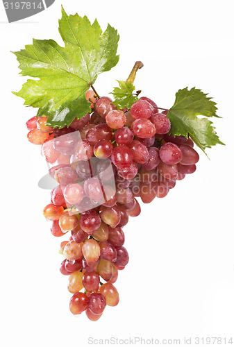 Image of grapes bunch