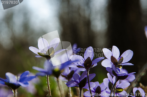 Image of Hepatica closeup