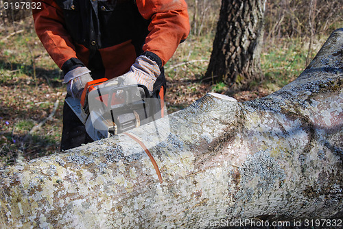 Image of Sawing a big tree trunk 