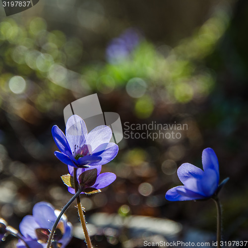 Image of Hepatica beauty