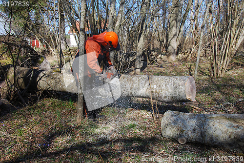 Image of Worker cutting a tree trunk