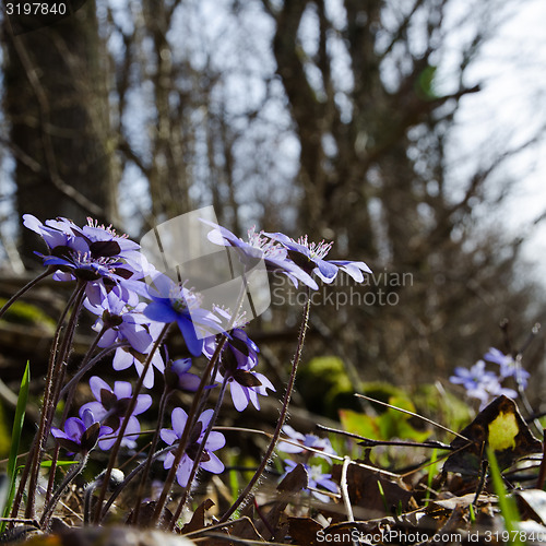 Image of Hepatica back lit group