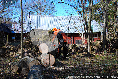 Image of Lumberjack at a wind fallen tree