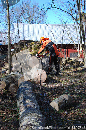 Image of Worker cuts a wind fallen tree