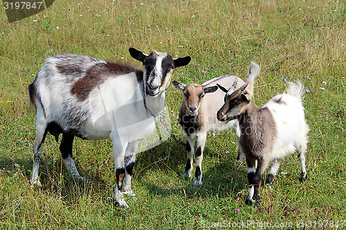 Image of Goat and kids on the pasture