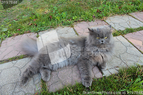 Image of nice Persian cat