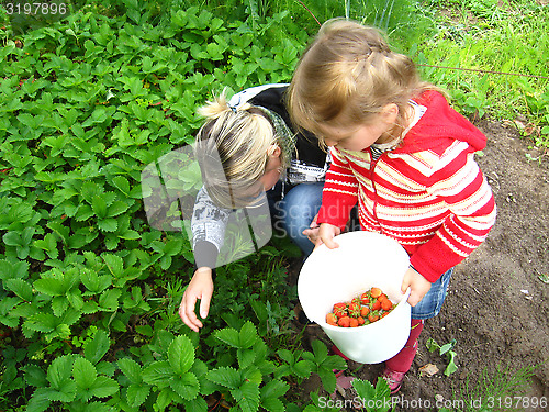 Image of Mother and daughter collect strawberry on a bed