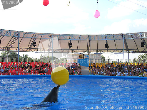 Image of Show with dolphins in delphinariums