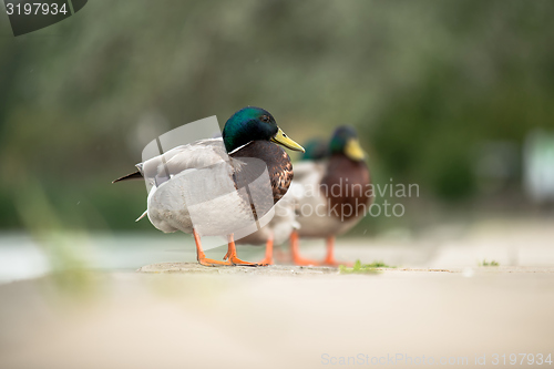 Image of Duck on green grass