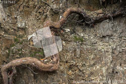 Image of Large thick root on rocky background