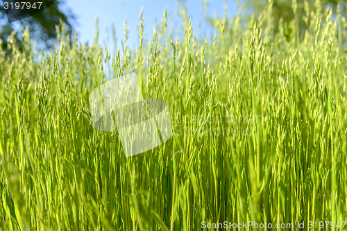 Image of Green grass in artistic composition