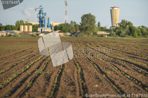 Image of Cultivated land closeup