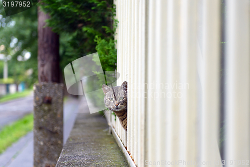 Image of Abandoned cat outdoors