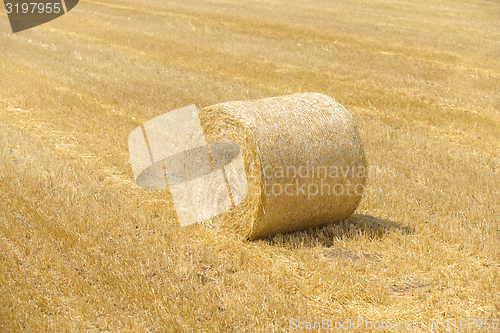 Image of Hay bails on the field