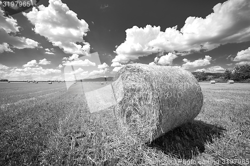 Image of Hay bails on the field