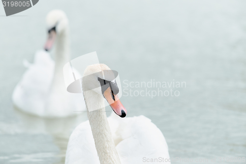 Image of Swan swimming with ducks