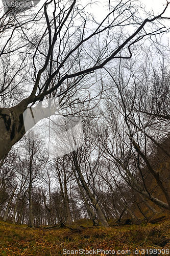 Image of Abstract hoto of some winter branches