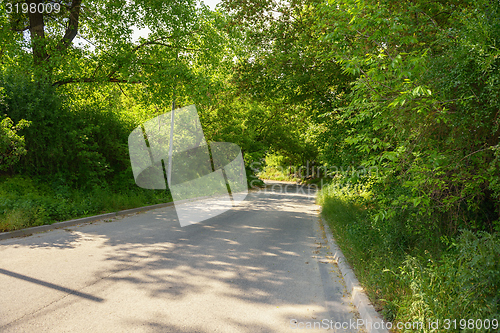 Image of Small Pathway going trough the forest