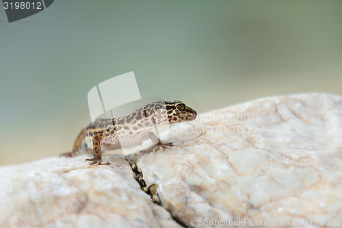 Image of Gecko lizard on rocks 