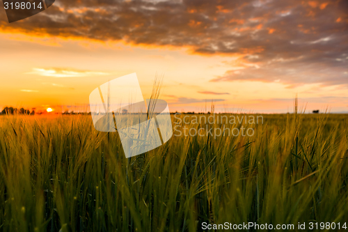 Image of Cultivated land with cloudy sky