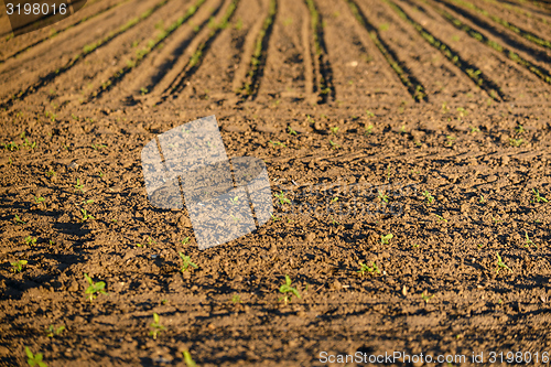 Image of Cultivated land closeup