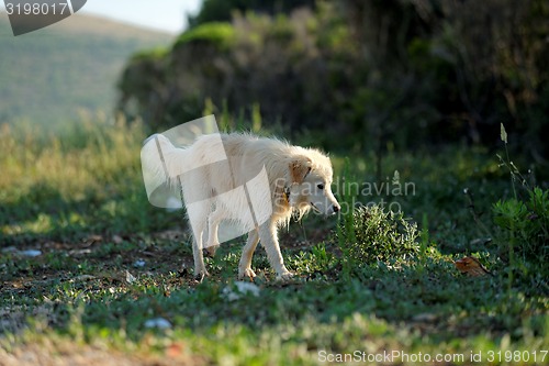 Image of Grown up dog outside