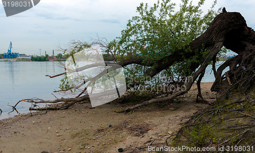Image of Large thick root on rocky background