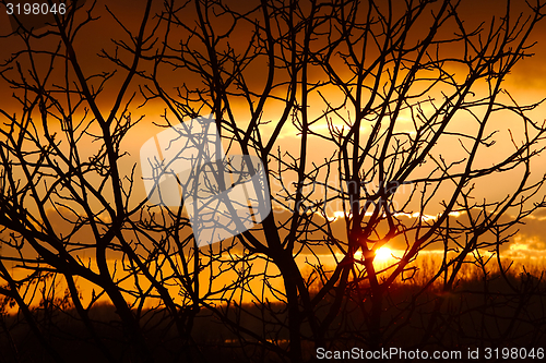 Image of Bare trees
