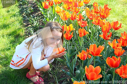 Image of little girl smells tulips on the flower-bed