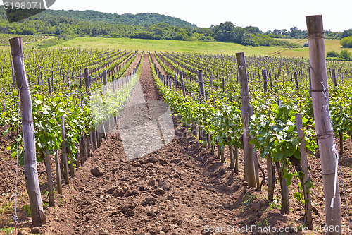 Image of Wineyard